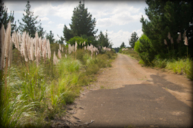 Old road in Crib Point